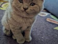 Süße BKH Kitten abzugeben - Hamburg