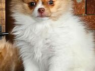 12 Wochen alter Pomeranian Zwergspitz Welpe ab sofort abzugeben - Weiden (Oberpfalz)