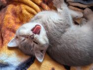 BKH Kitten golden tabby Reinrassig - Nürnberg