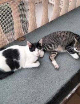 liebe Brüder Pinto und Clon - Geisenheim