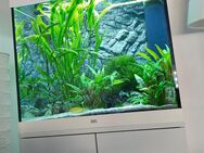 JUWEL LIDO 200L inkl Unterschrank +60l Aufzuchtbecken - Eschweiler