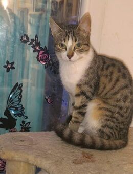 Kater Jean-Luc - Augsburg