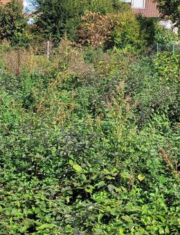 Hier könnte Ihr Traumhaus stehen - Sicher Bauen mit Bien-Zenker-Bestpreisgarantie - Limburgerhof