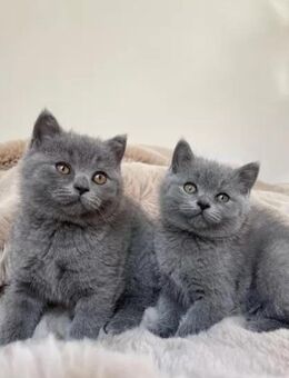 Bkh Kitten Blue Point Britisch Kurzhaar Kätzchen - Lohne (Oldenburg) Zentrum