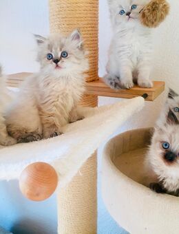 Perser Kitten mit Nase HCM negativ - Aitrach