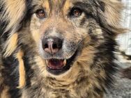 Ängstl. LOUIS sucht liebevolles Zuhause - Neuberg