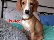 RIKICA ❤ sucht Zuhause oder Pflegestell - Langenhagen