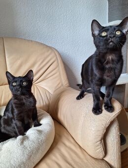 Bombastische melanistic Bengal Kitten, Abholbereit! - Haßloch