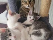 Babykatzen - Nürtingen