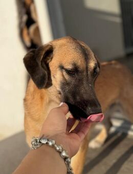 Verspielte Alma sucht ihr Körbchen ❤️ - Großefehn