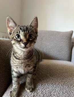 Sehr hübsche verspielte EKH Kitten suchen ein liebevolles Zuhause - Essen