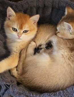 Britisch Kurzhaar Kitten. Mit Stammbaum, geimpft, gechipt. - Bedburg