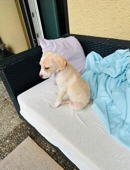 Labrador Welpe - Esslingen (Neckar)