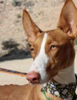 Marena zwischen Schalk und Umsicht - Jade