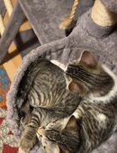 2 kleine süße Katzen Babys in 60306