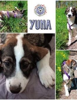YUNA * Hundemädchen, lieb & bildhübsch - Duisburg