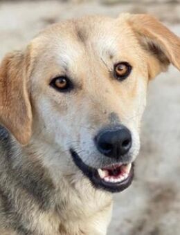 Ciri, geb. ca. 05/2024, GRIECHENLAND - Euskirchen