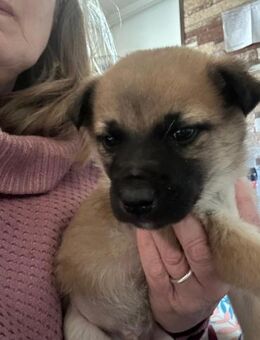 Cedric, zum Erfrieren ausgesetzt - Steinhagen (Nordrhein-Westfalen)