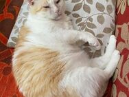 Ruhiger Schmusekater Fer - Bad Camberg