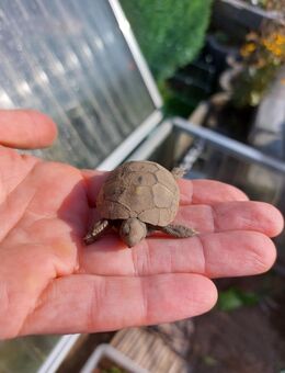 Griechische Landschildkröte - Greven (Nordrhein-Westfalen)