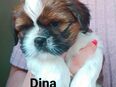 Shih-Tzu Welpen in 97922