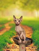 Sphynx Katzen Kind (weiblich) sucht ein neues Zuhause in 12627