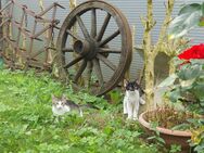 Katzen in liebevolle Hände abzugeben - Bachhagel