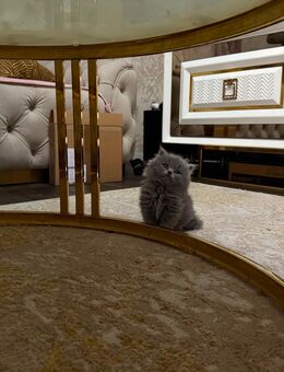 Reinrassige Bkh kitten - Duisburg