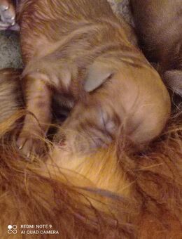 Irish Red Setter Welpen, 8 Mädels, 6 Jungs - Ochtersum