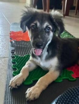 Kleiner, gelähmter Kenzo sucht Zuhause - Kropp