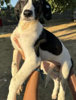 3 süße Hundekinder! - Althütte