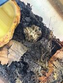 Ceratophrys cranwelli Schmuckhornfrösche suchen neues Zuhause in 28279