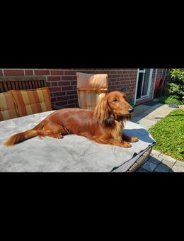 Parson Jack Russel Mix und Dackel Jack Russel Mix - Buxtehude Zentrum
