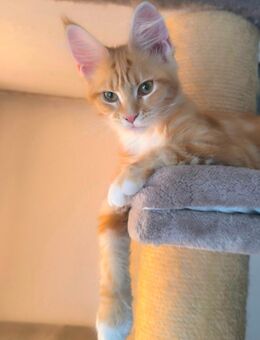 Traumhafte und Typvolle Maine Coon Kitten mit Stammbaum - Lampertheim