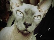 Sphynx Katze - Obergünzburg