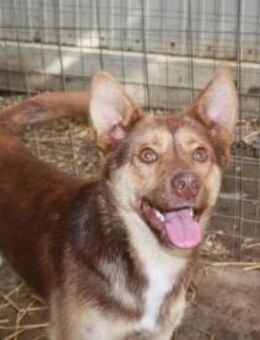 Sam, sucht ein Körbchen - Olsberg