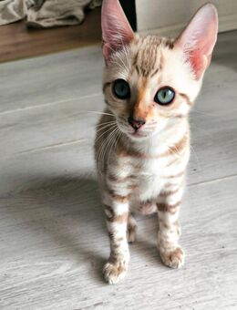 Bengal Kätzin sucht ein neues Zuhause - Schwedt (Oder)