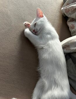 BKH-Mix (jung) - Rastatt Zentrum