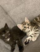 Liebevolle Katzenbabys suchen einen neues Zuhause in 51371