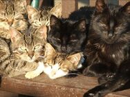 SUCHE 1 ODER 2 KATZEN ,KITTEN UMKREIS 50KM VON CB - BITE NUR UNGEIMPFT UND NICHT MIT CHEMIE BEHANDELTE - Cottbus