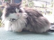 Norwegische Waldkatze - Maine Coon Kitten - Schüttorf