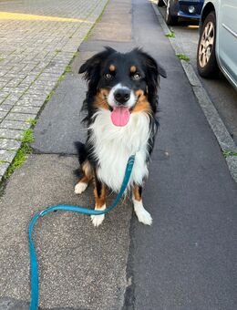 Deckrüde Australian Shepherd Black Tri - Meinerzhagen