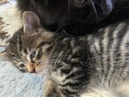 Katzenbabys dürfen ausziehen - Kaufering