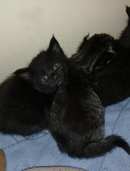 5 xxl maine coon mix kitten schwarz grau Teddybärchen - Bad Kissingen