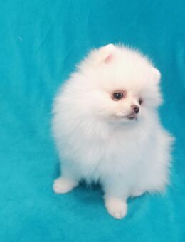 Zwergspitz/Pomeranian Boo wunderschönen Rüde - Bad Rappenau