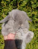 Mini Lop Minilop Zwerg Widder Kaninchen Zwergwidder hase in 58809