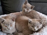 BKH Katzen British Kurzhaar Katzen mit Stammbaum - Syke Zentrum