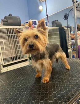 💫 NINA quirliger Yorkie-Wirbelwind - Kassel