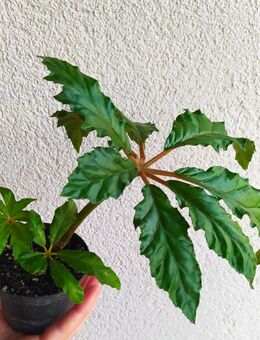 Begonia carolineifolia - Eschbach (Landkreis Südliche Weinstraße)