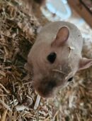 Rennmäuse weiblich INKL Zubehör in 42651